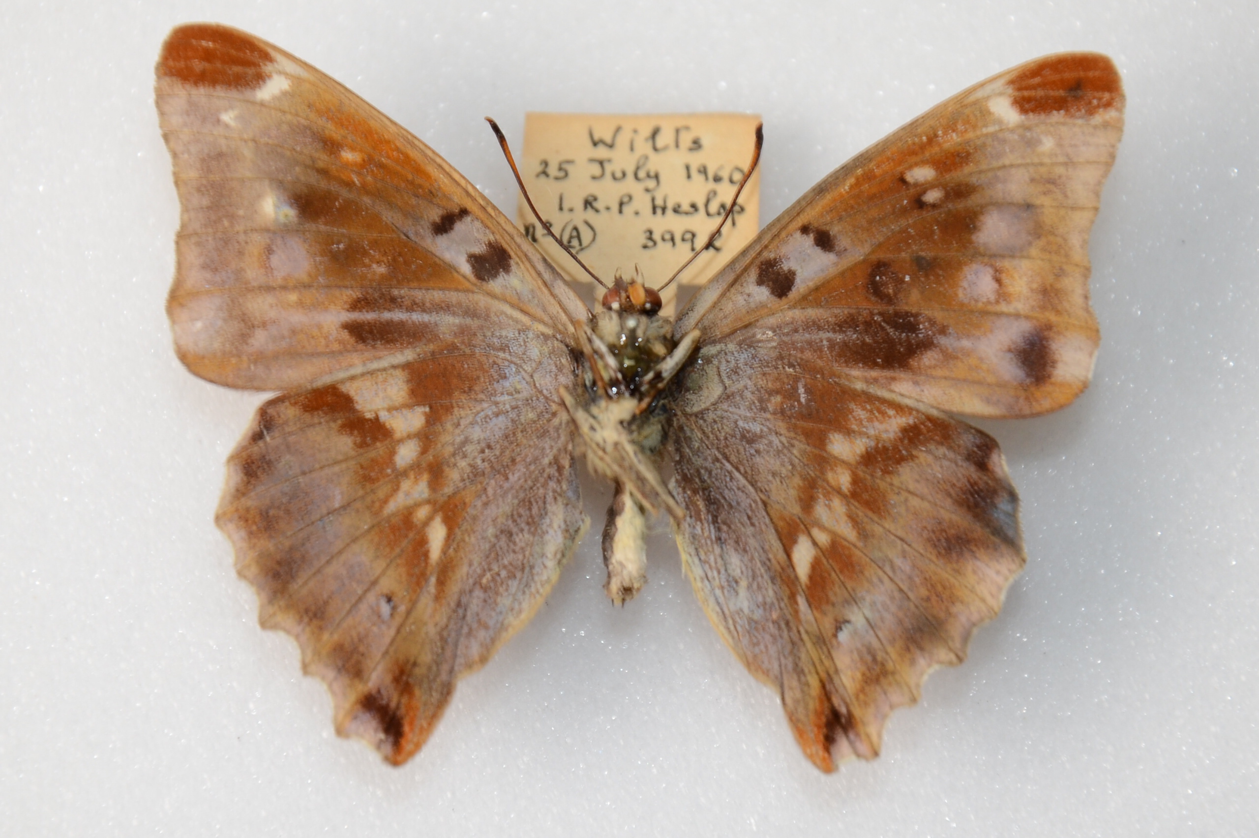 Apatura iris iole male (aberration, verso) 07 [Internet image property of respective owner, non commercial use only]